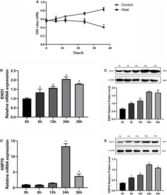 Alpha-Enolase Protects Hepatocyte Against Heat Stress Through Focal Adhesion Kinase-Mediated Phosphatidylinositol 3-Kinase/Akt Pathway